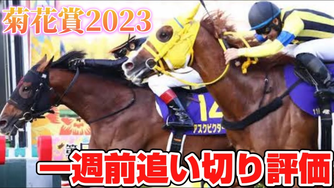 菊花賞2023 一週前追い切り評価