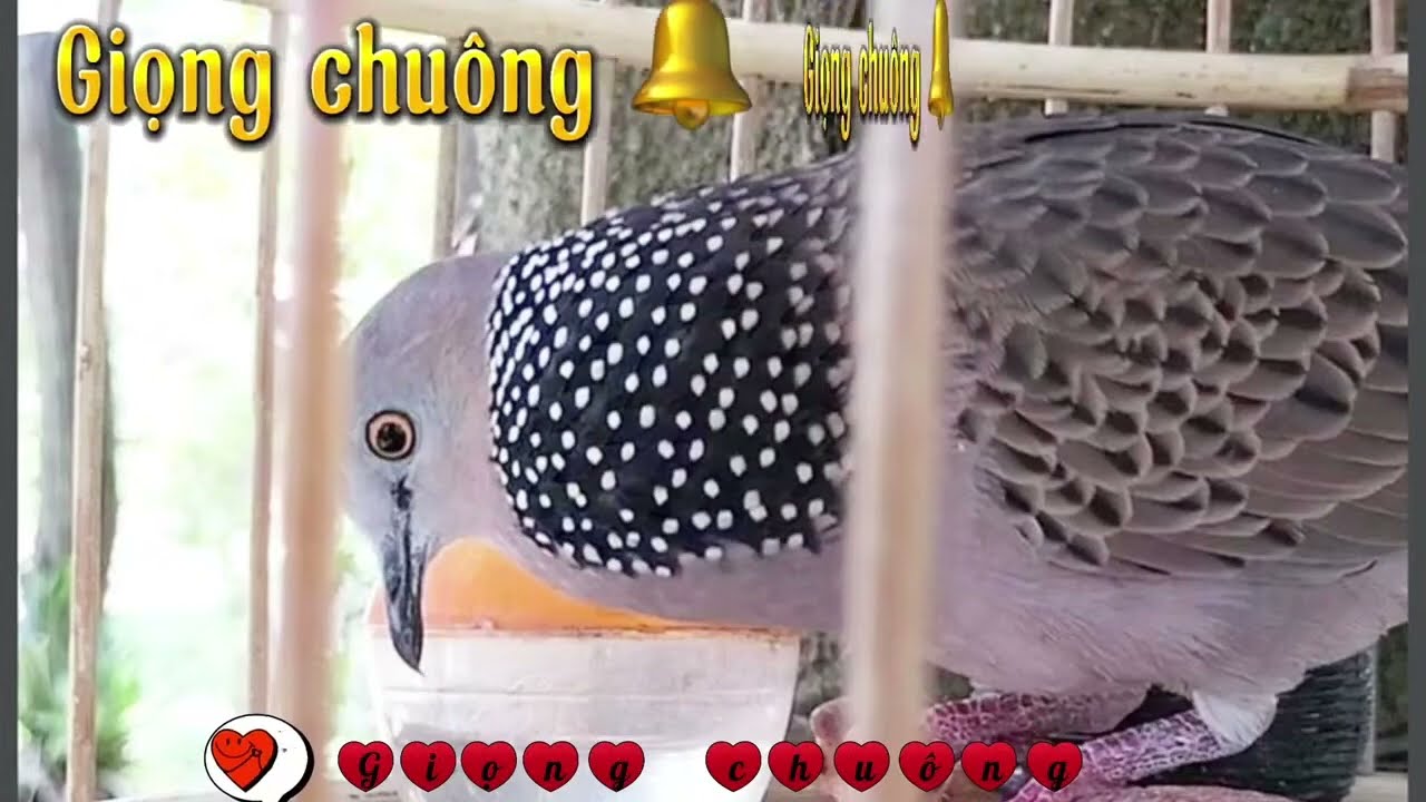 TIẾNG CHIM CU GÁY MỒI CÂY ,CHIM CU GÁY MỒI CÂY, HÀNG CÙI CHƠI ĐƯỢC