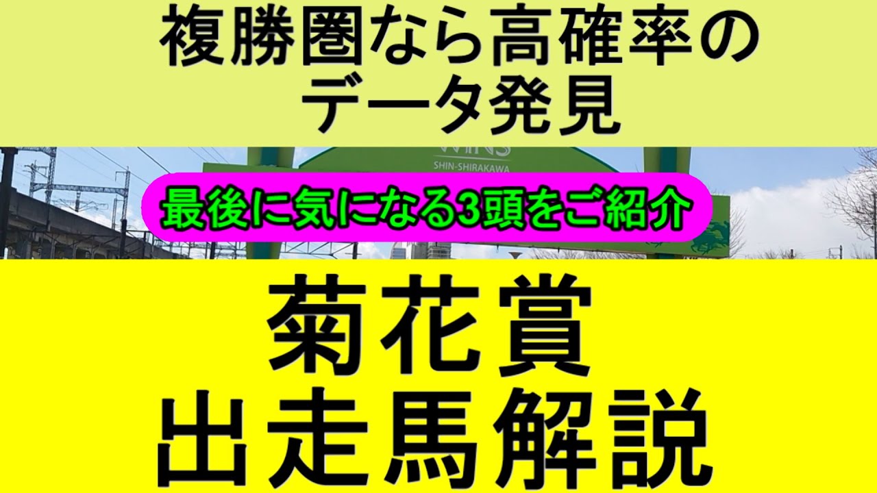 菊花賞2023の出走予定馬を解説！いいデータ見つけました！