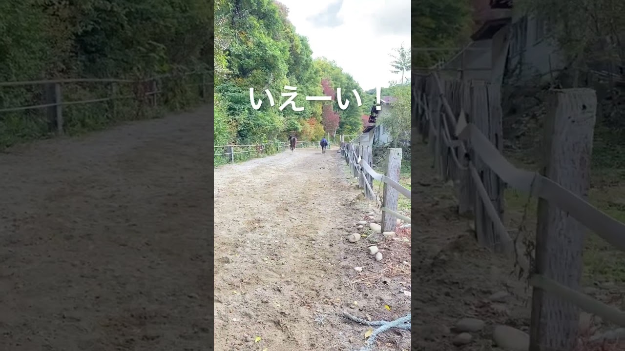 オレは皐月賞出走馬だぜ！同い年のエリート元競走馬とさっちゃんを一緒に初放牧したらこうなった🐎🐎✨#ダイワセレクション #サチモ #23歳 #引退馬支援 #horse #kwpn