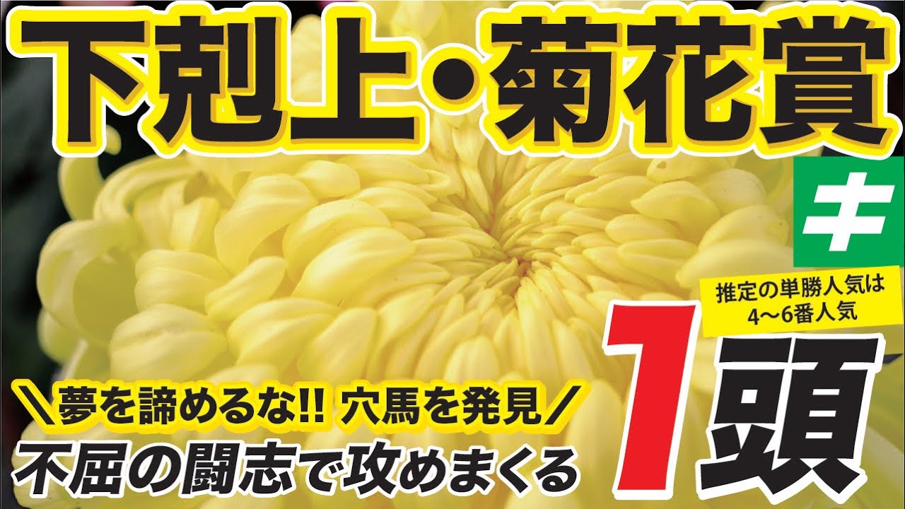 菊花賞 2023【穴馬/予想】迷わず「単勝で勝負」推定４〜６人気。衝撃の末脚で下克上だ！