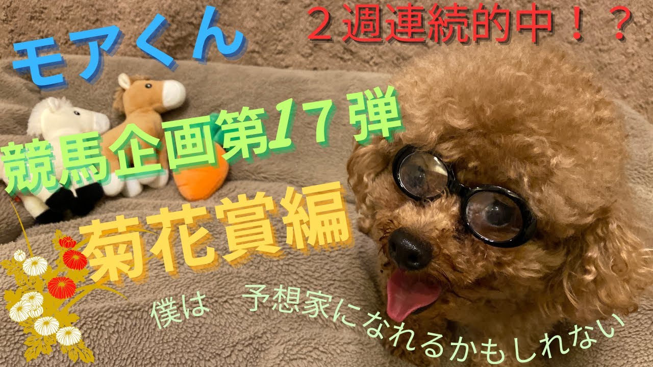 モアくん競馬企画第17弾菊花賞編　2週連続的中！？