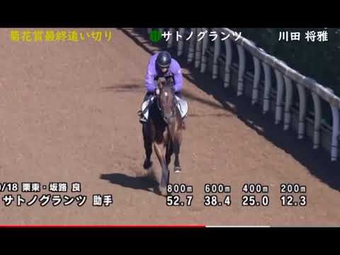 #菊花賞最終追い切り