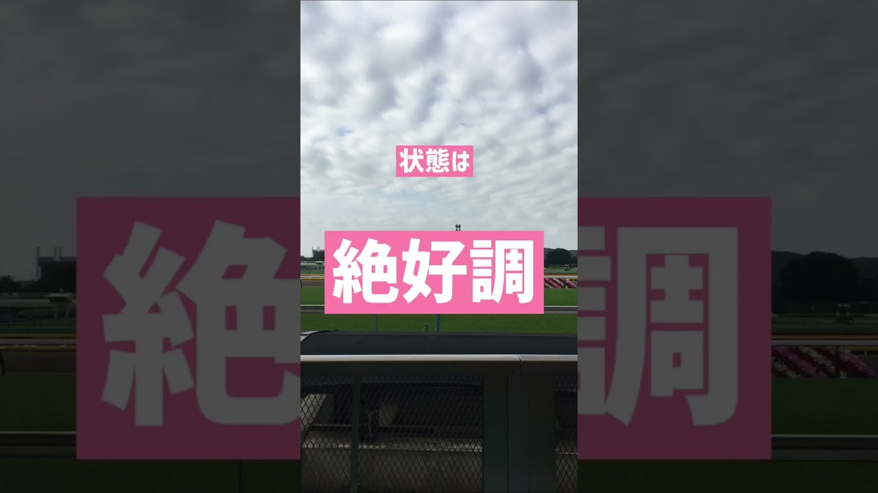 【NHKマイルカップ予想】2023NHKマイルカップ1週間前追い切り速報#NHKマイルカップ2023#追い切り #予想