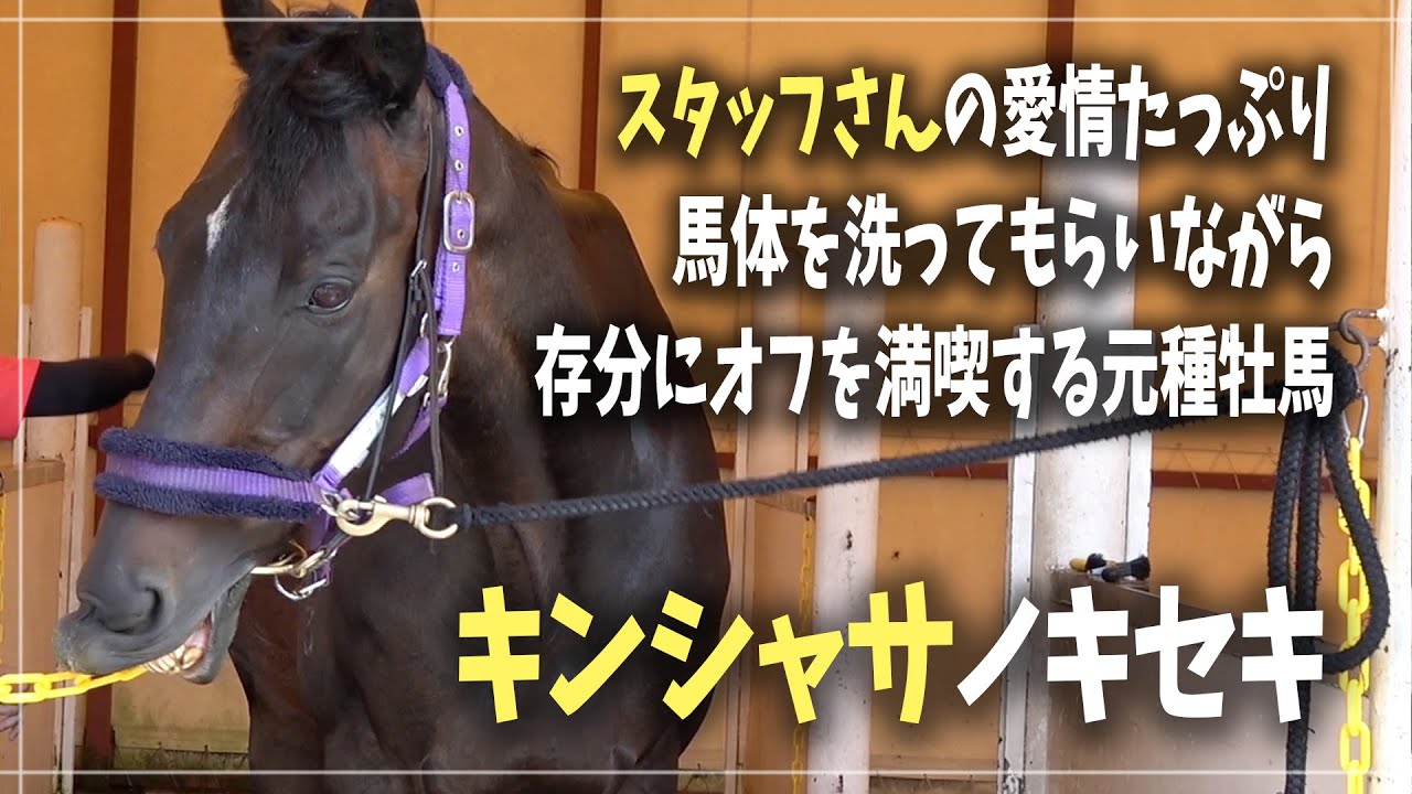 【キンシャサノキセキ / フジキセキ産駒】G1高松宮記念を連覇した元種牡馬 洗い場での様子