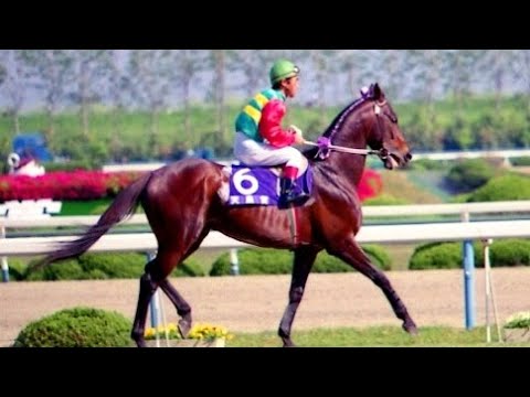 第９５回　天皇賞（春）（ＧⅠ）　ミホシンザン　牡５　58　柴田政人　1987.4.29　　出走馬：アサヒエンペラー、スダホーク、マルブツファースト、クシロキング、シンブラウン他　実況：杉本清