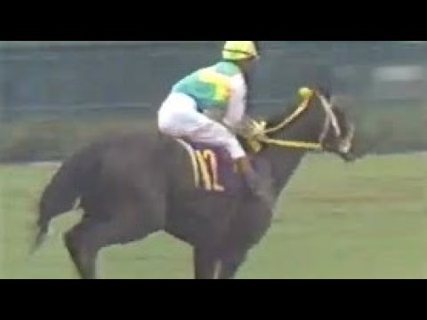 第４３回　皐月賞　ミスターシービー　牡３　57　吉永正人　1983.4.17　　出走馬：メジロモンスニー、インターリニアル、カツラギエース、ブルーダーバン 、ダイゼンキング、 ニホンピロウイナー他