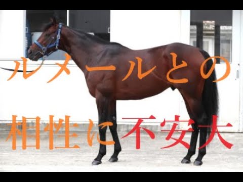 マイルチャンピオンシップ 2023  シュネルマイスターが勝てないのはルメールに問題あり？シュネルマイスターでもソングラインを凌ぐマイラーとは
