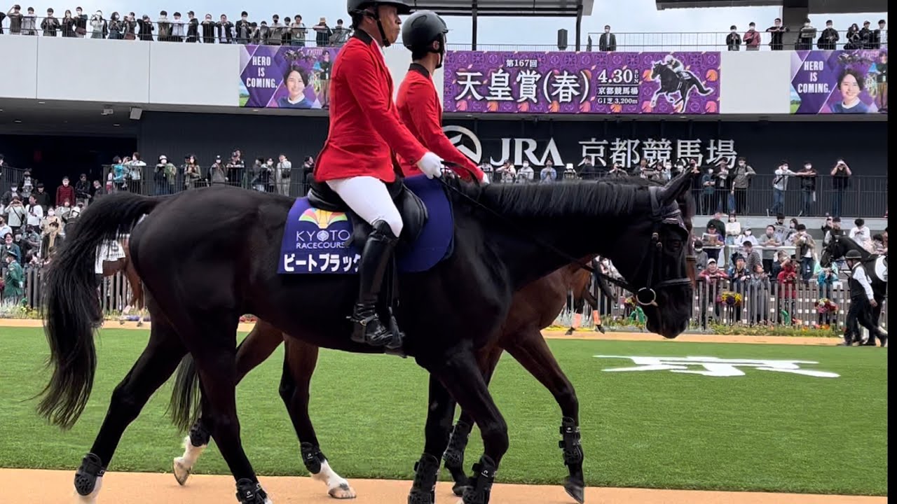 【誘導馬】2012年天皇賞春の覇者ビートブラック、天皇賞春当日もお仕事頑張ってます！