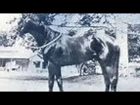 第５回　東京優駿大競走（日本ダービー）　トクマサ　牡３　55　伊藤正四郎　1936.4.29　　出走馬：ピアスアロートマス、ハツピーライト、シンヨリーナトマス、マリーユートピア、パプステツド他