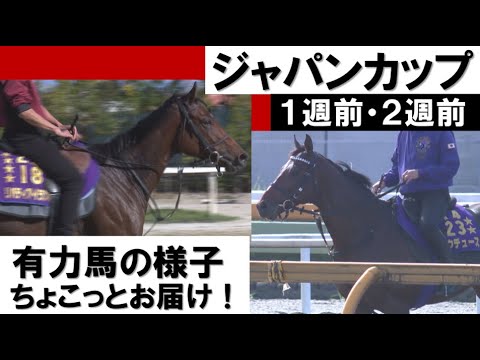 【リバティアイランド・ドウデュース・ヴェラアズール】ジャパンカップ１週前・２週前の貴重な映像をお届け！