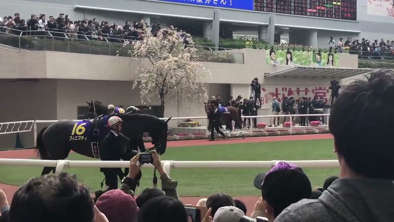 フィニフティ桜花賞パドック