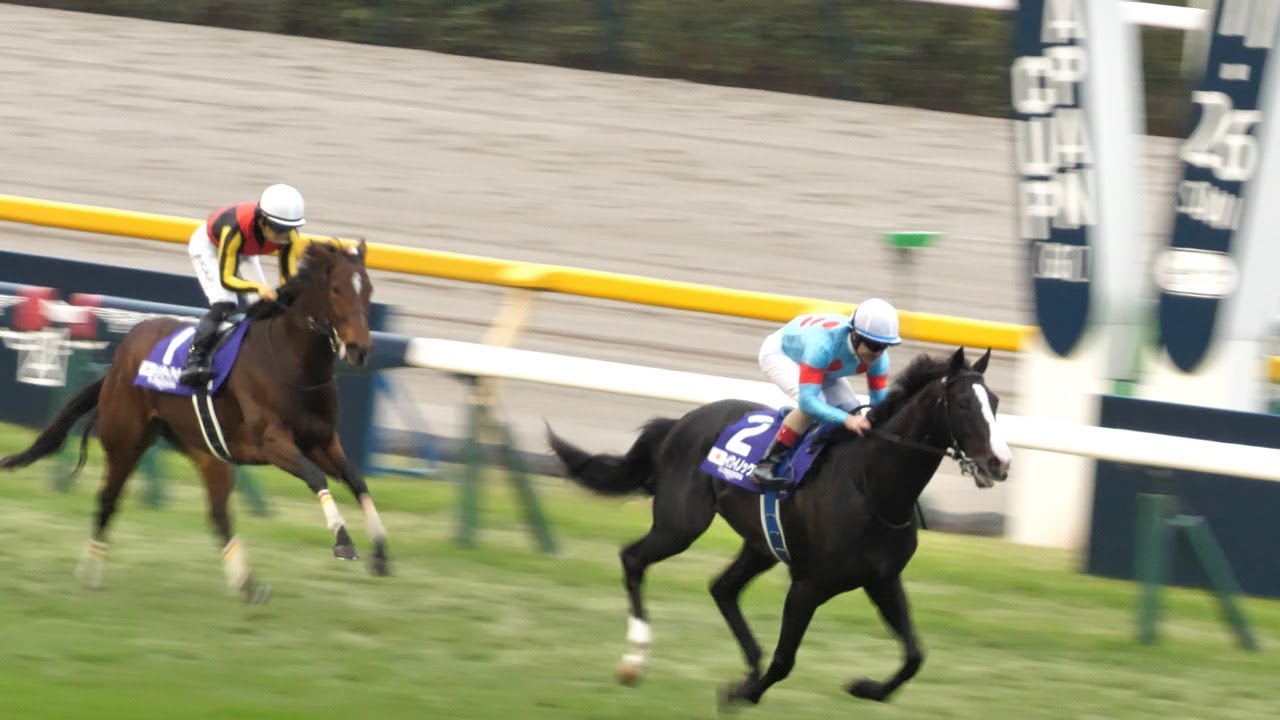 【ジャパンカップ 2023】イクイノックス圧勝！８万人の大歓声の中、三冠牝馬もダービー馬もねじ伏せる！#現地観戦  #イクイノックス　#ドウデュース　#リバティアイランド