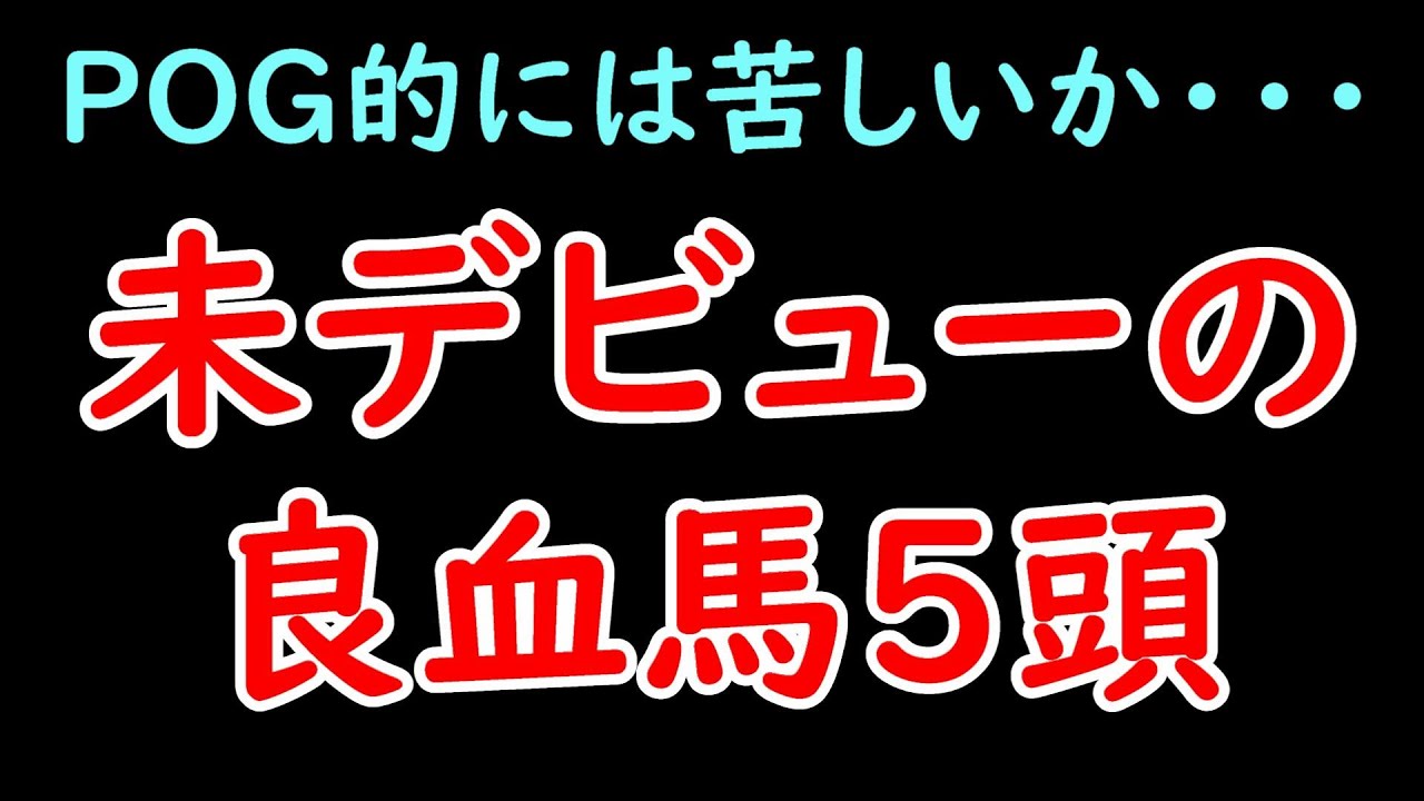 未デビューの良血馬 シャハザマーンなど5頭紹介【POG23-24】
