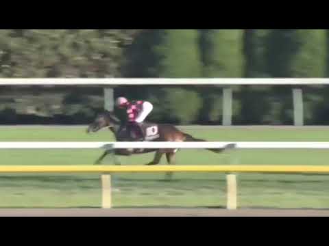 東京スポーツ杯2歳S【G2】シュトラウス完勝！