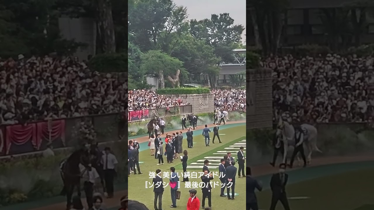 【ソダシ🤍最後のパドック🥹現地で　安田記念】〜今浪厩務員と連れ添う〜@東京競馬場・府中