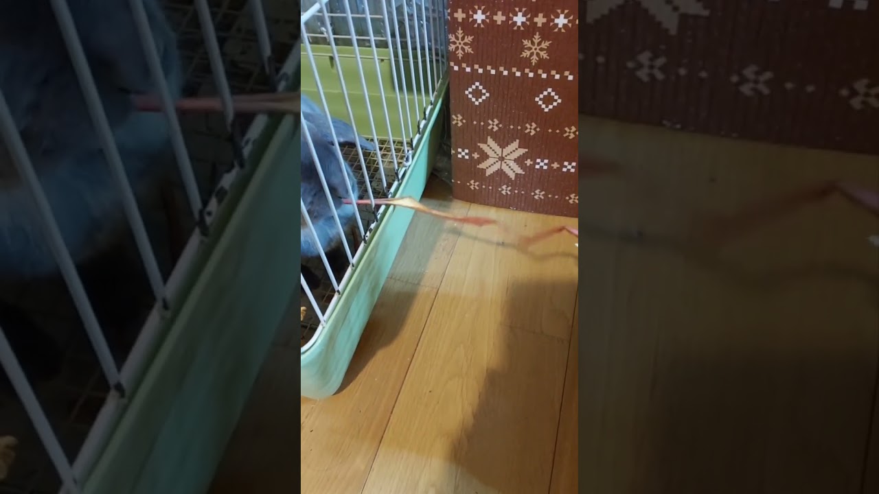 高松宮記念　推奨馬