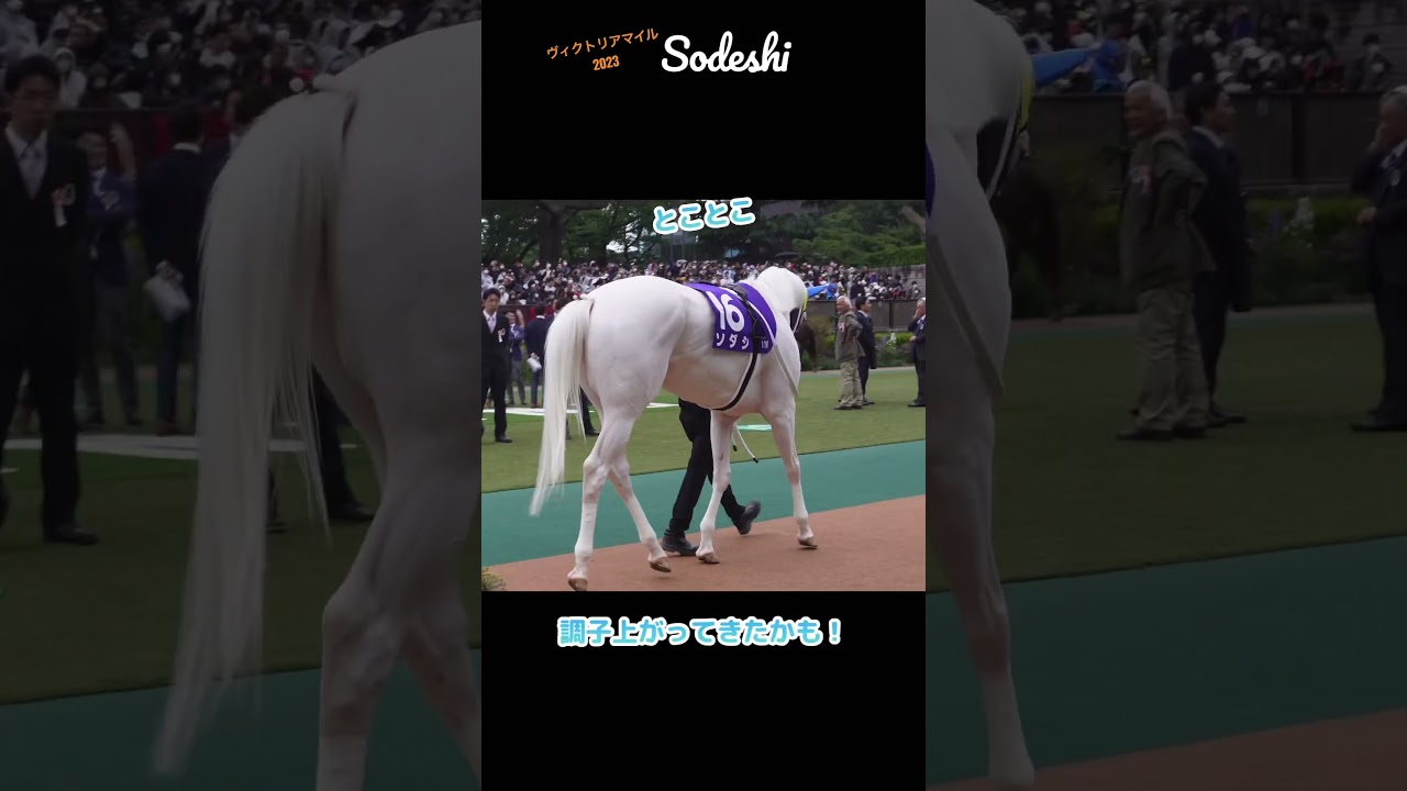 ソダシのパドック おすすめシーンをまとめてみたよ ヴィクトリアマイル2023【Sodashi】フルバージョンはコメント欄を覗いてね！