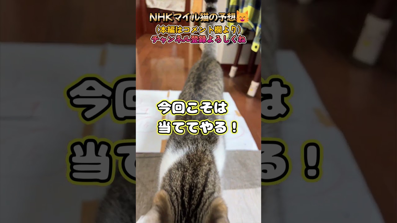 ＮＨＫマイルカップ2023【猫の予想🐈】『弟のレイル🐈‍⬛が応援にかけつけてくれました🐾』＃shorts