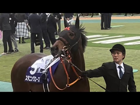 【ヴィクトリアマイル 2023】大勢の競馬民を見てルンルンし出す♬スタニングローズ