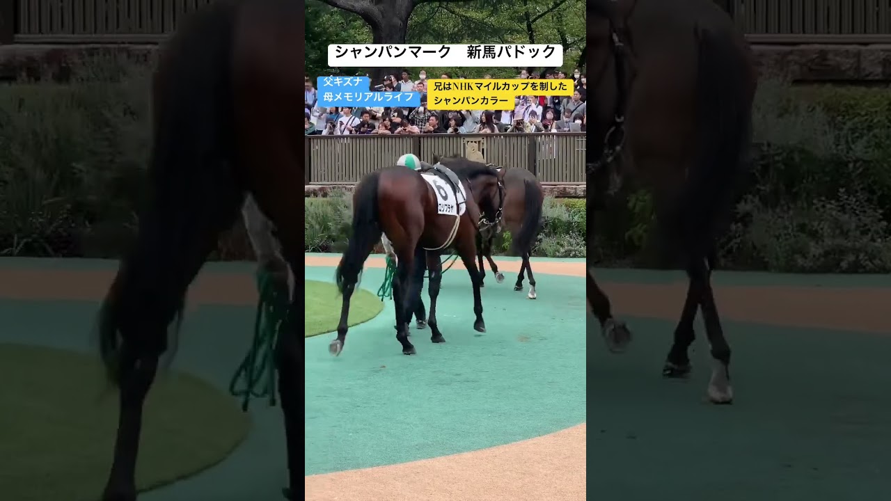 シャンパンマーク新馬勝利。兄にはNHKマイルカップを制したシャンパンカラー　#競馬 #パドック