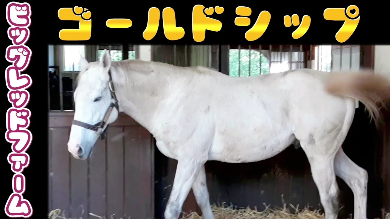 ゴールドシップ ビッグレッドファームさん 2023.9.16