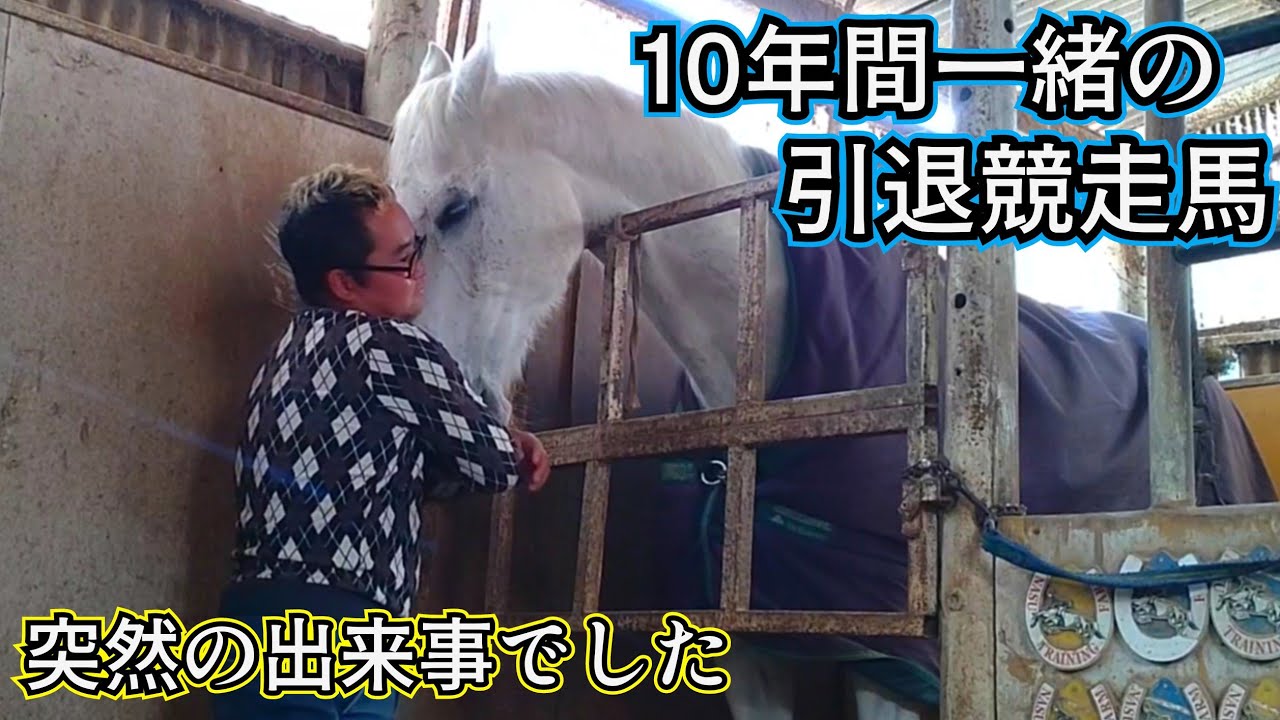10年間一緒に過ごしてきた真っ白な引退競走馬Pちゃんの優しさがヤバい…。1人で寂しくとある事を練習してたら、突然顔を寄せて甘えてくる馬に励まされました☆色んな馬たちの日常☆【ツルマルボーイ様のシモベ】