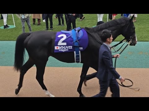 ジャパンカップ2023 パドック現地映像