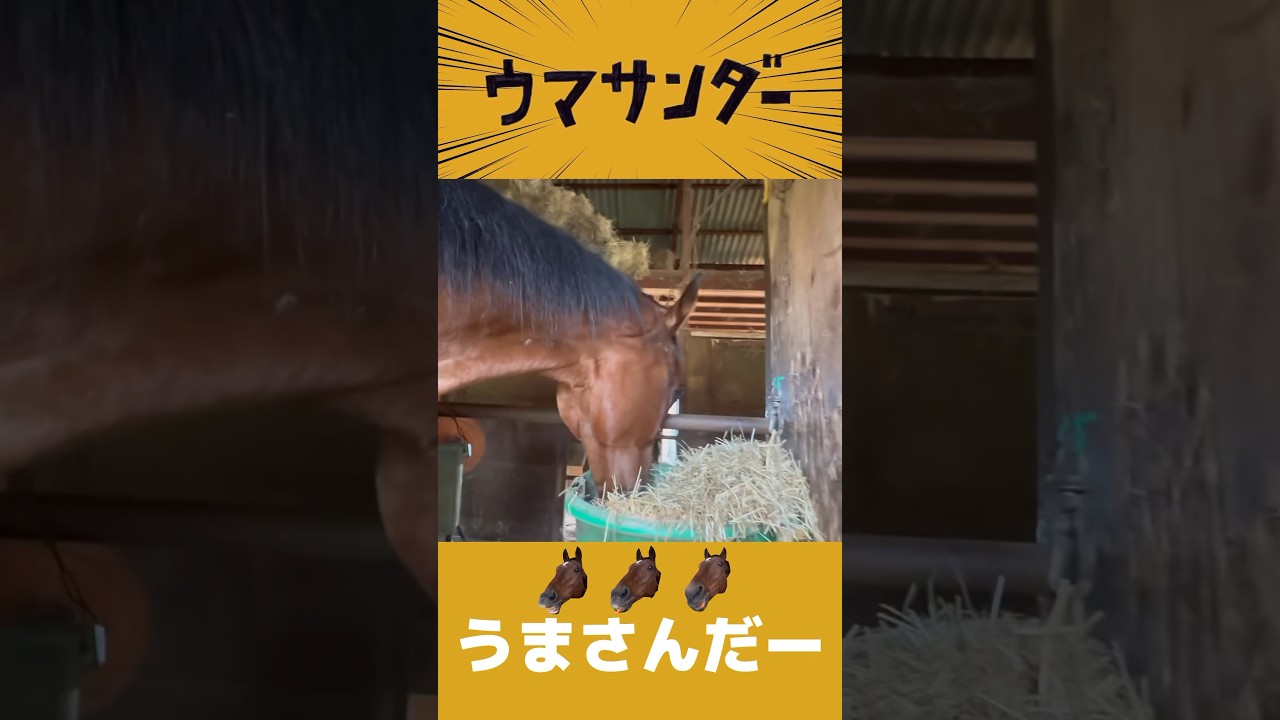引退馬がブタサンダーに合わせてご飯を食べるだけの動画　ウマサンダー　＃ブタサンダー　＃Yukopi #horse