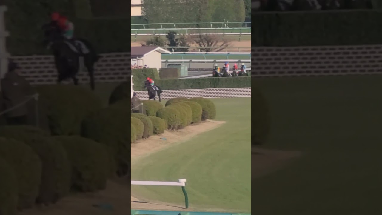 「天高く翔べ❗」中山大障害ハイライト  2023年12月23日