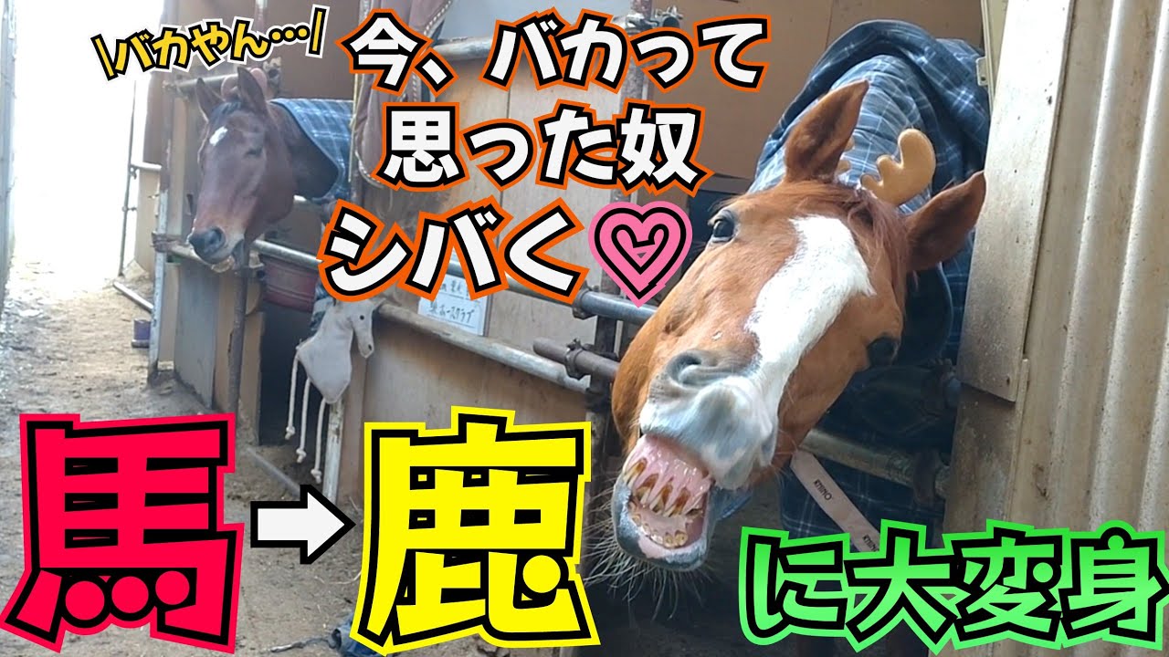 『☆クリスマス特別企画☆』馬達を鹿(トナカイ)に大変身させてみたら可愛すぎました…ん？馬と鹿…それってバカじゃない！？と思ったそこのアナタ！一緒に動画を見て謝りましょう。【ツルマルボーイ様のシモベ】