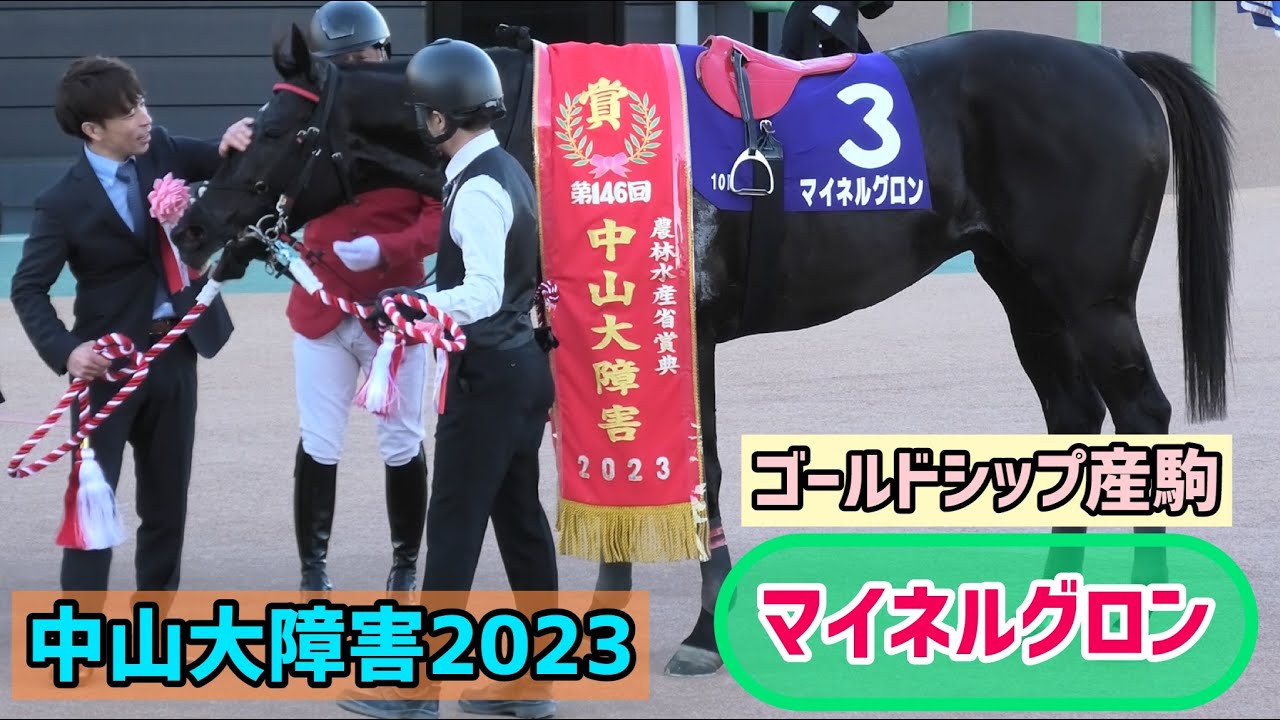 【ゴールドシップ産駒】舌ペロもかわいいパドックでのマイネルグロン、優勝レイもペロリとゲット😋【中山大障害2023】