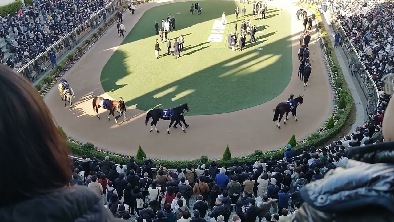 2023/12/23 中山競馬10R 中山大障害パドック