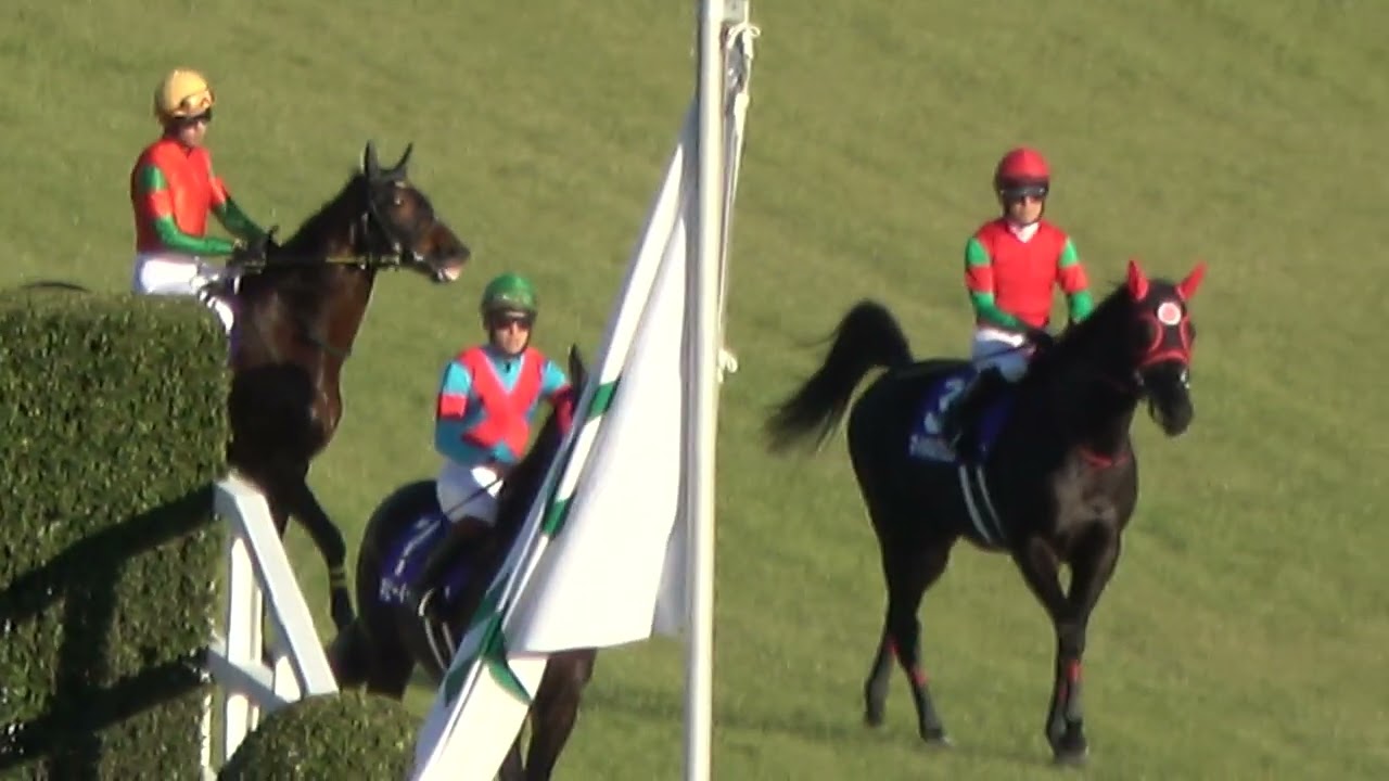 【中山大障害2023】本馬場入場 現地映像 ゴールドシップ産駒のマイネルグロンが勝利‼