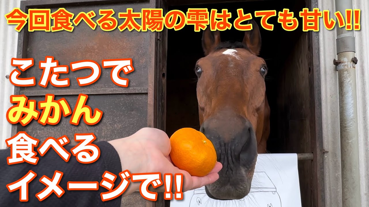 今回食べる太陽の雫はとても甘い！こたつでみかん食べるイメージで！