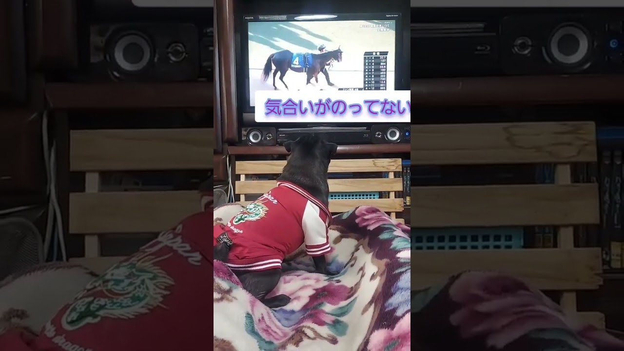 #馬を予想する犬　#peace #有馬記念　#黒パグ　#パグ