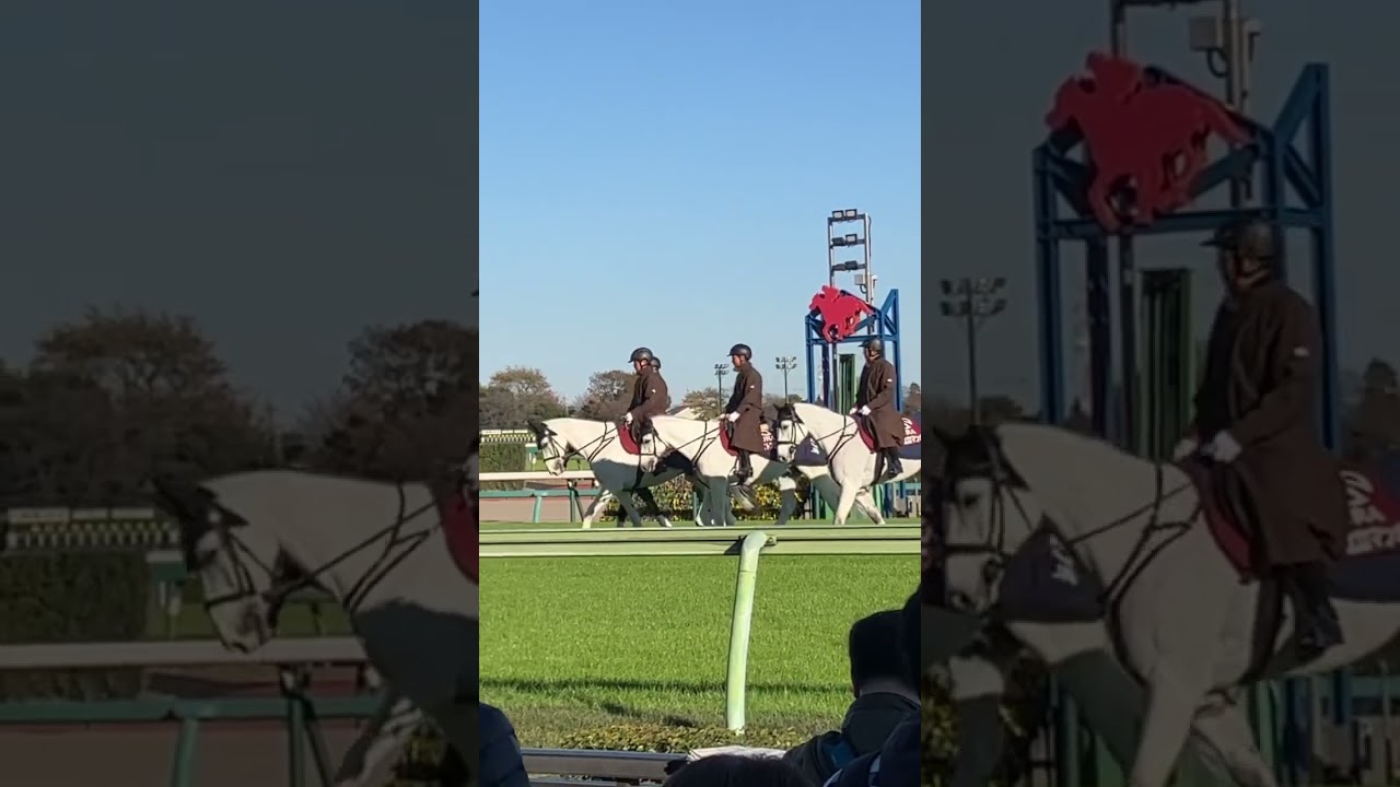 とある日の誘導馬たち #こしゃまる #競馬 #競馬予想