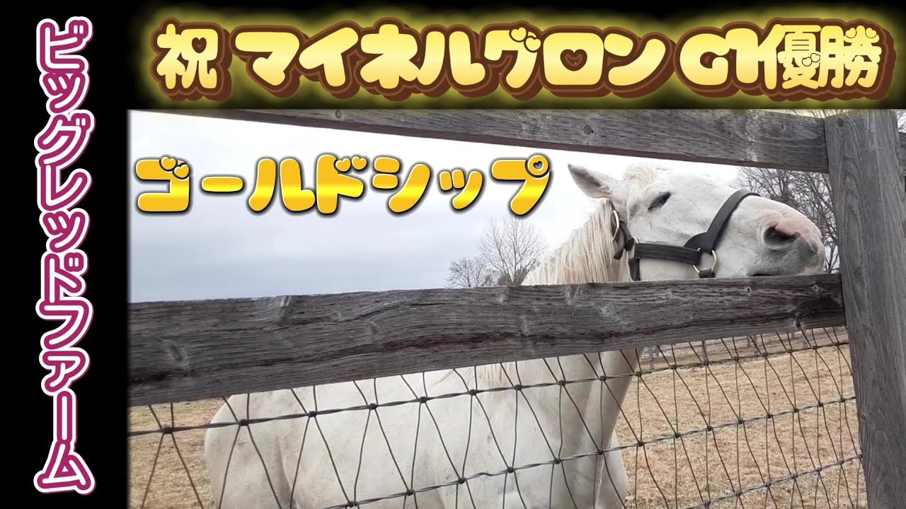 祝G1優勝 マイネルグロン ゴールドシップ産駒
