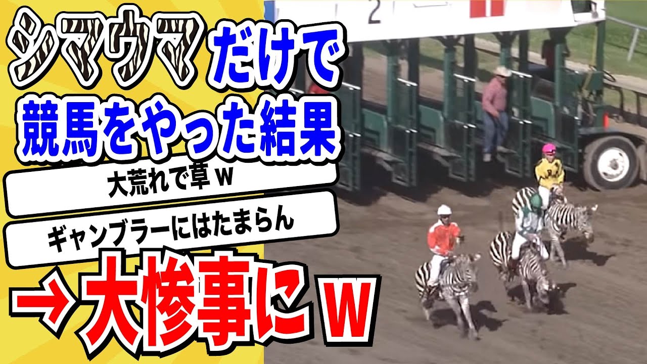 【2ch動物スレ】ツートンカラーの上がり馬「シマウマ」ダービーが開催されてしまう→波乱の結果にネット民大喜びwwww