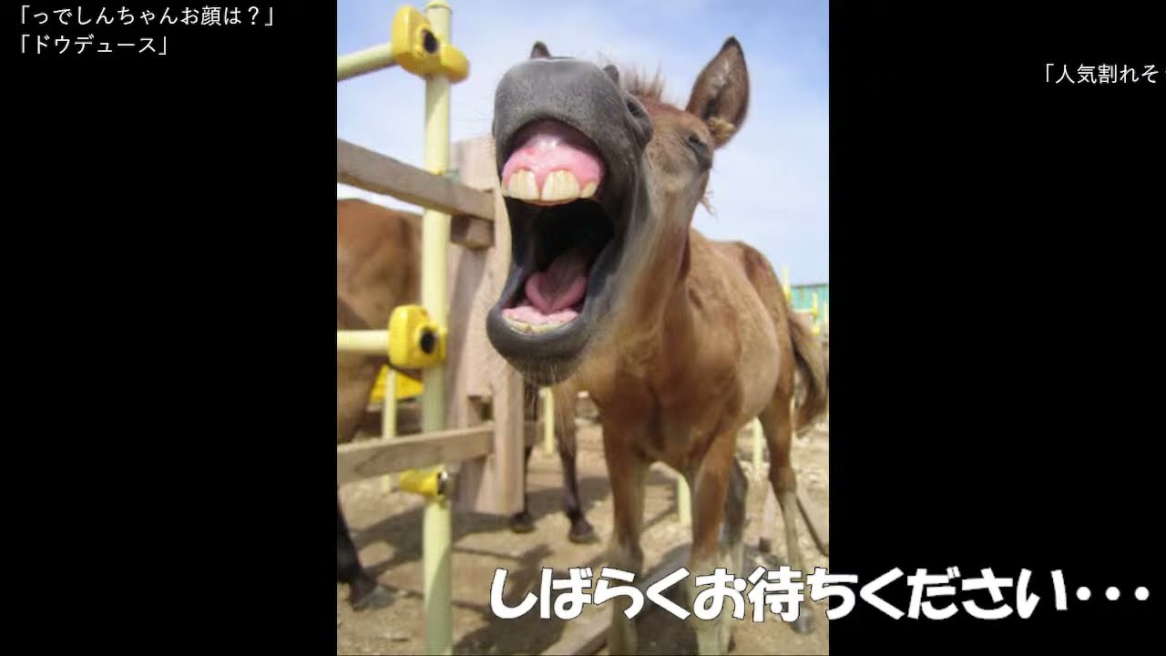 【ダービー馬主】元無職の地方競馬【そして伝説へ】