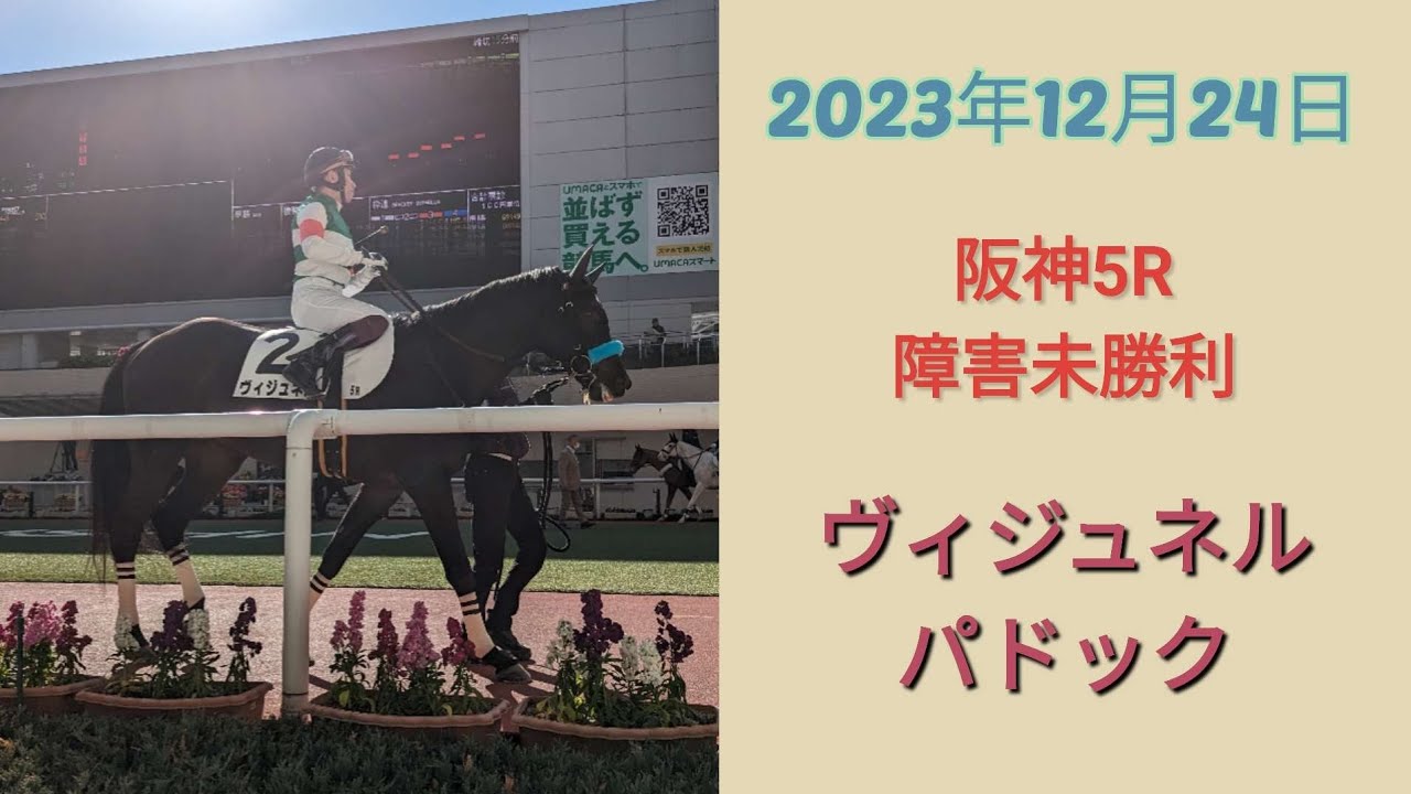 ヴィジュネル 障害未勝利戦 パドック【2023年12月24日】阪神競馬場