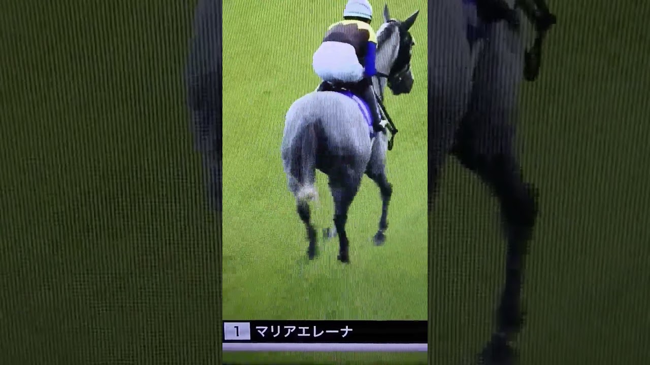 マリアエレーナ@天皇賞秋2022本馬場入場