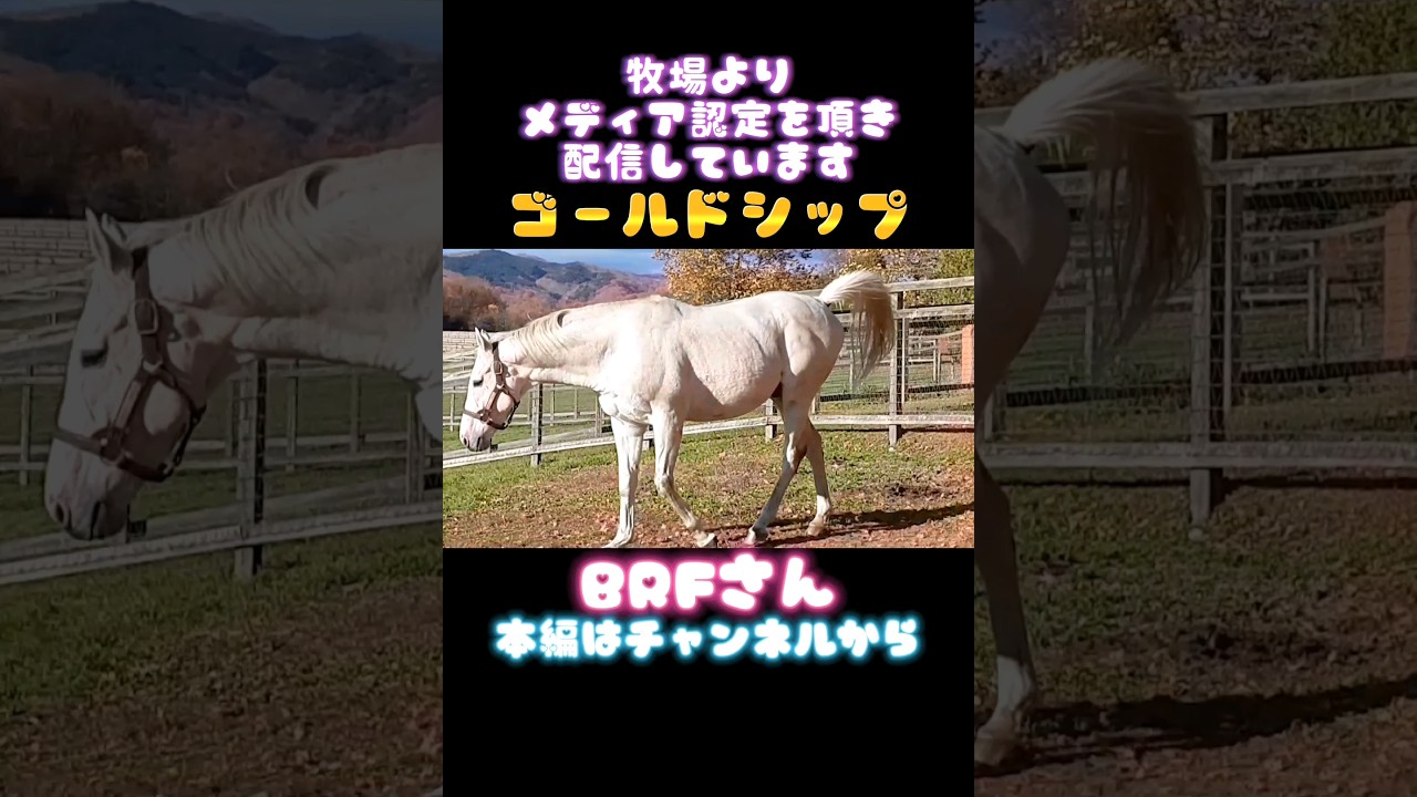 #ゴールドシップ #ビッグレッドファーム 2021.11.4 ③