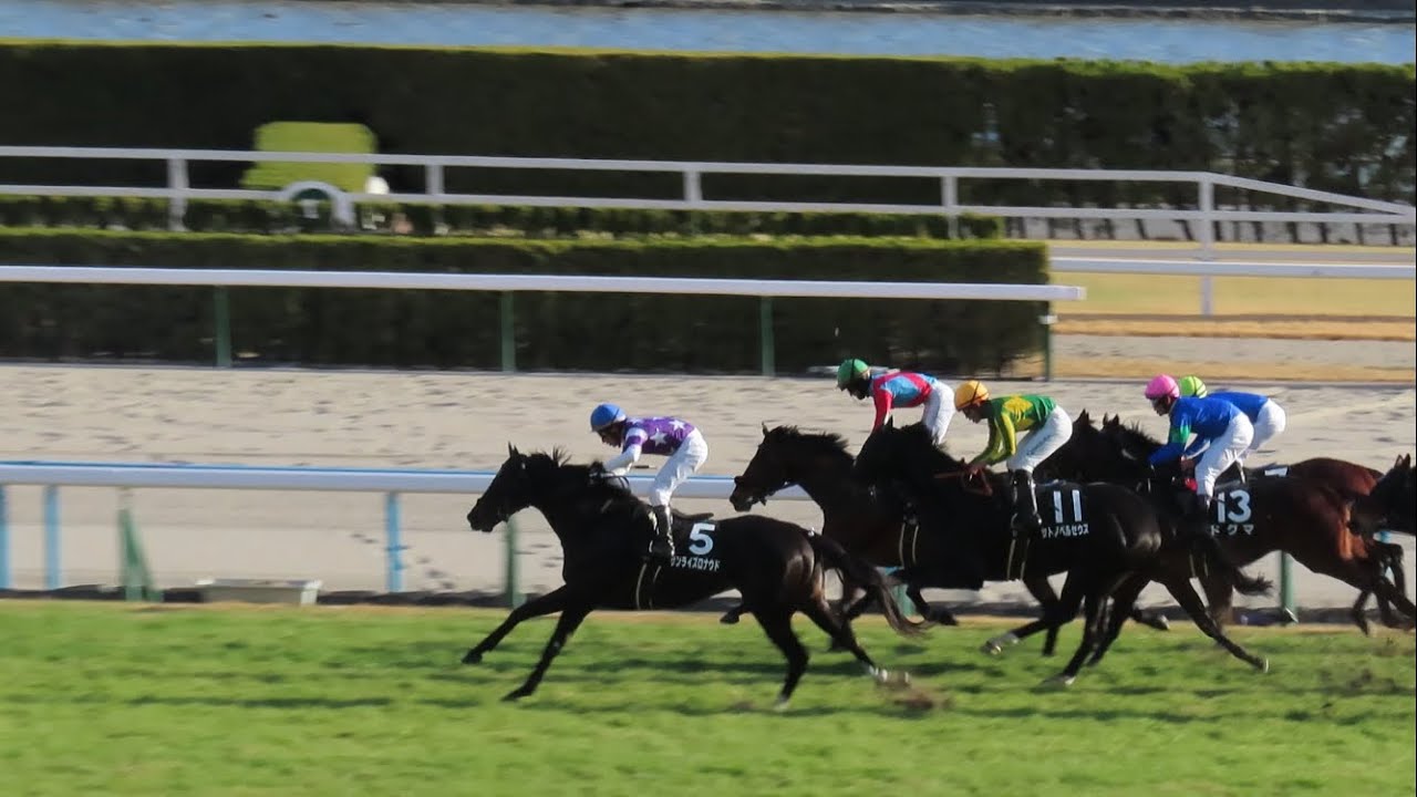 【現地】2024/1/7 新春ステークス サンライズロナウド 横山 典弘【京都競馬場】