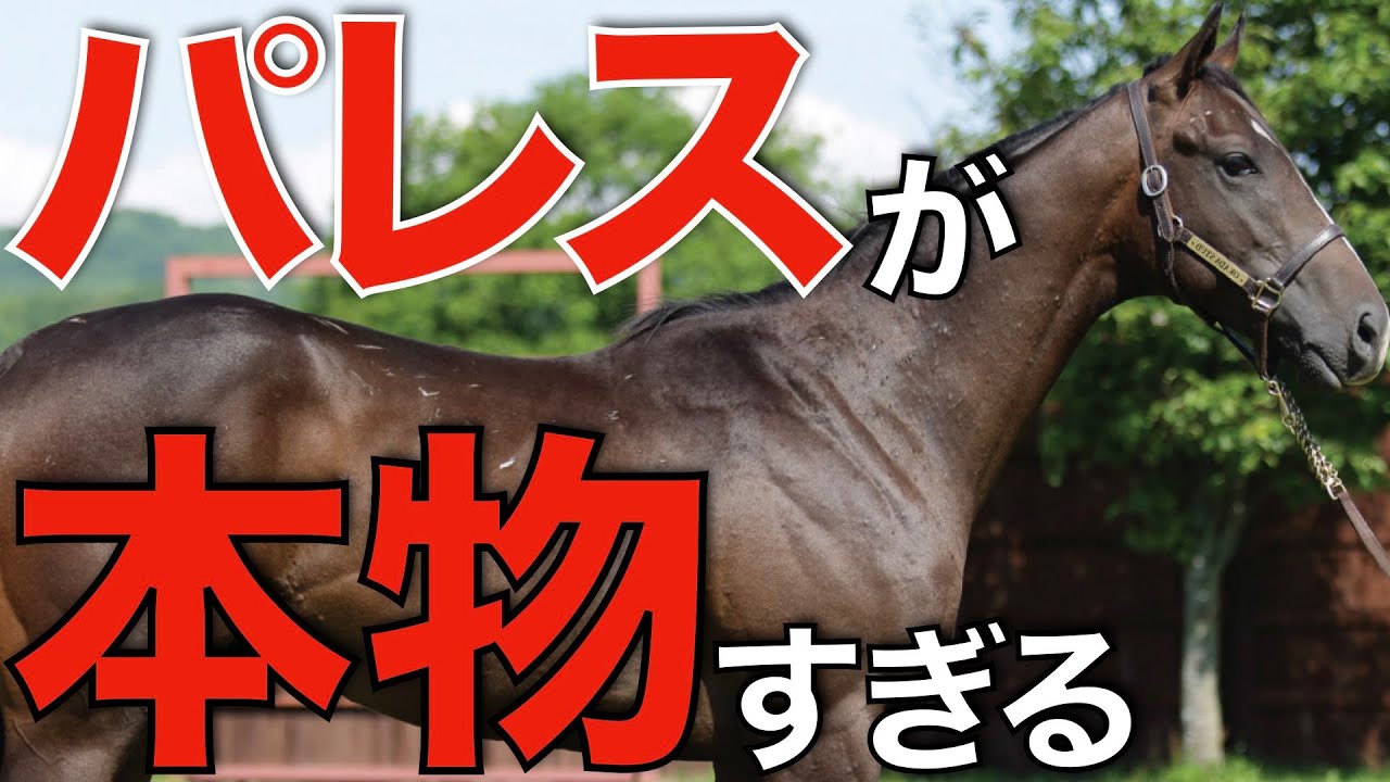 【勝ちすぎ】種牡馬パレスマリスはやはり本物っぽい…。日本導入は大正解の予感。