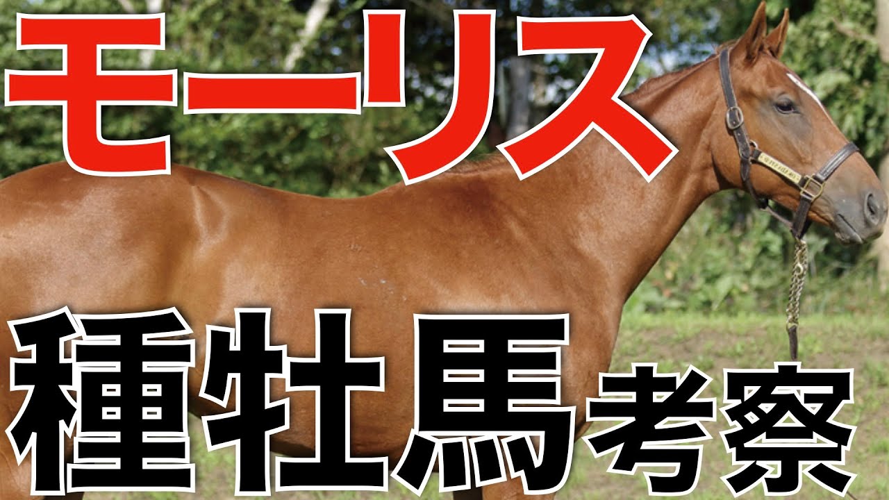 種牡馬モーリスの産駒傾向を考察！豪州でも大成功の国際派サイアー。