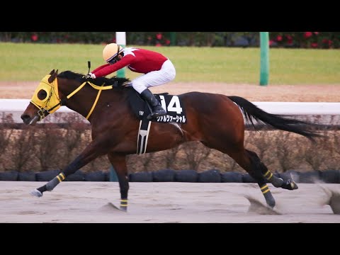 中山10Rポルックスステークス2024ヴァルツァーシャル