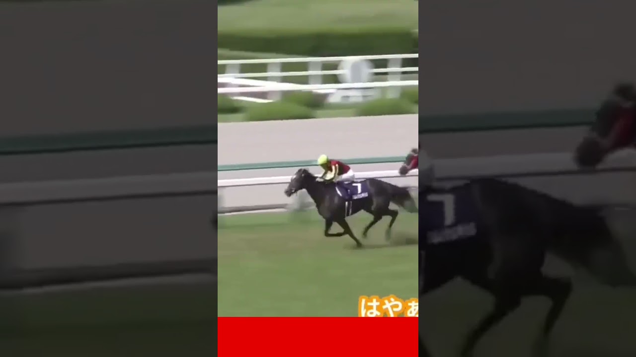 馬の気持ちシリーズ🐴レイパパレNO1💕  #競馬  #shorts  #馬  #可愛い  #面白い  #おもしろ #癒し  #宝塚記念  #レイパパレ #推し #推し活 #ファン