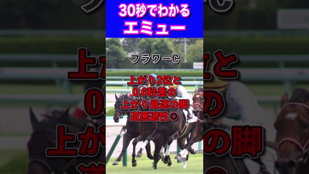 【中山金杯2024】30秒でわかるエミュー