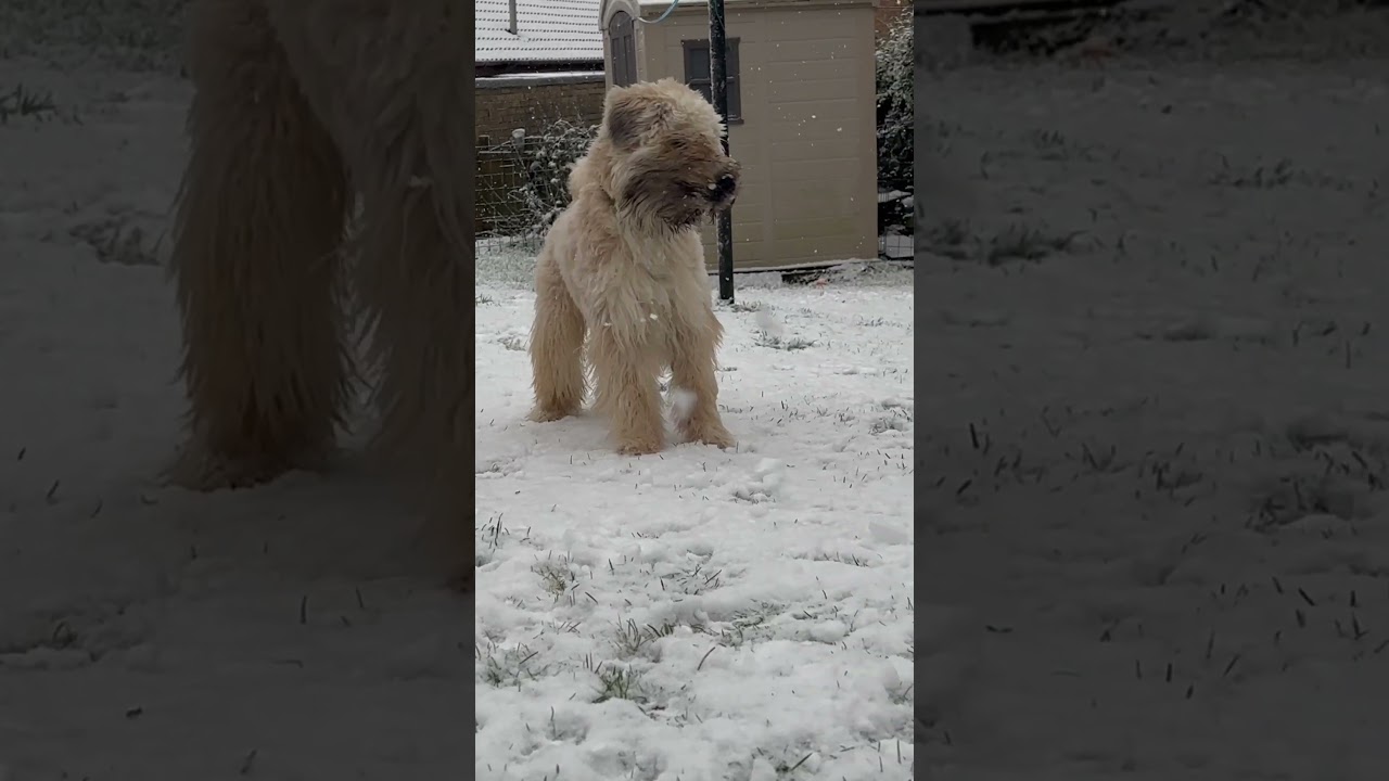 Snow time #dog #puppy
